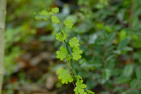 photo of lygodium palmatum